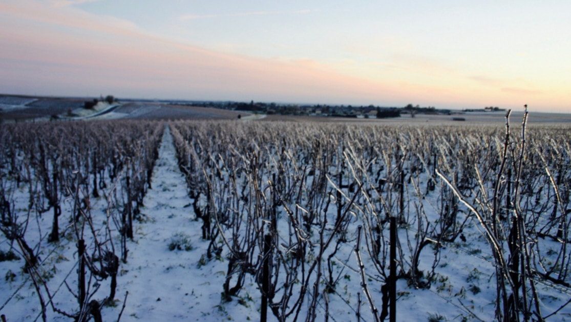 Beaufort, le Champagne Bio d'Ambonnay gallerie 1