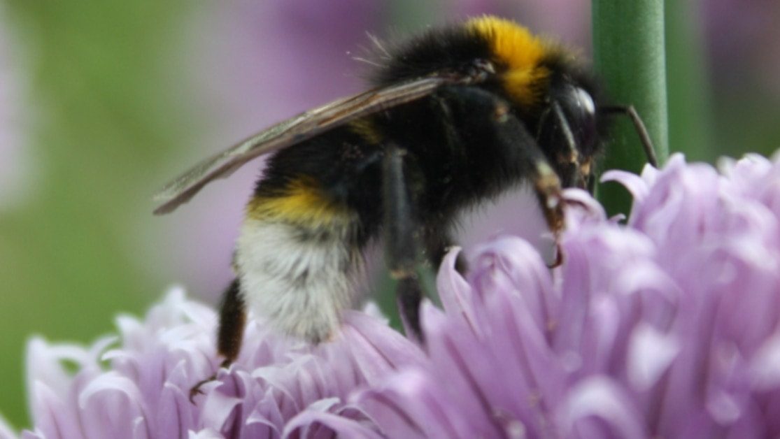 Jardin d'Even, le jardin des plantes médicinales et aromatiques gallerie 3