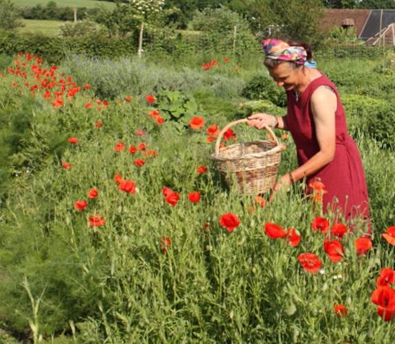 Producteur Jardin d'Even, le jardin des plantes médicinales et aromatiques image