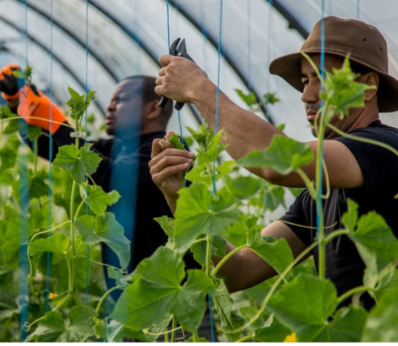 Producteur Les Potagers de Marcoussis image