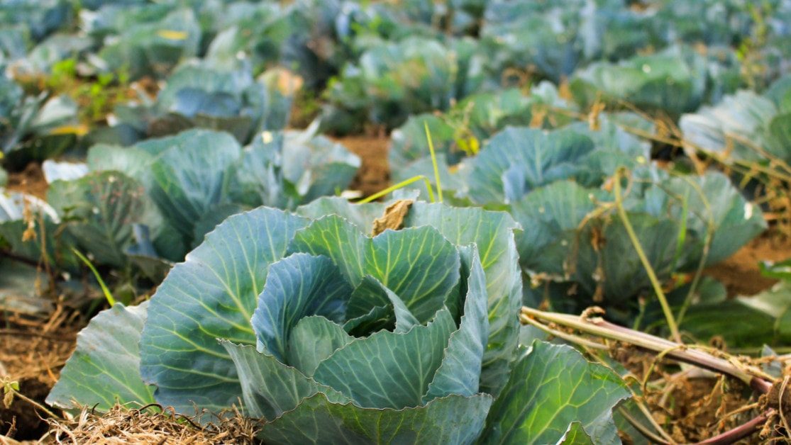 Les légumes près de chez vous gallerie 1