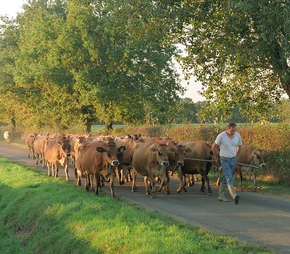 Producteur La terre libère ses saveurs image