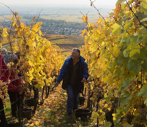 Producteur Des vins et des crémants de qualité Bio image