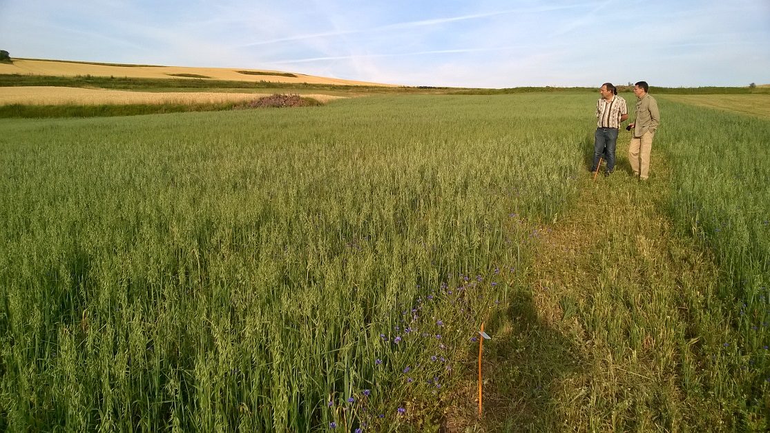 CELNAT : Meunier depuis 1834 - Engagé pour la Bio depuis 1979 gallerie 1