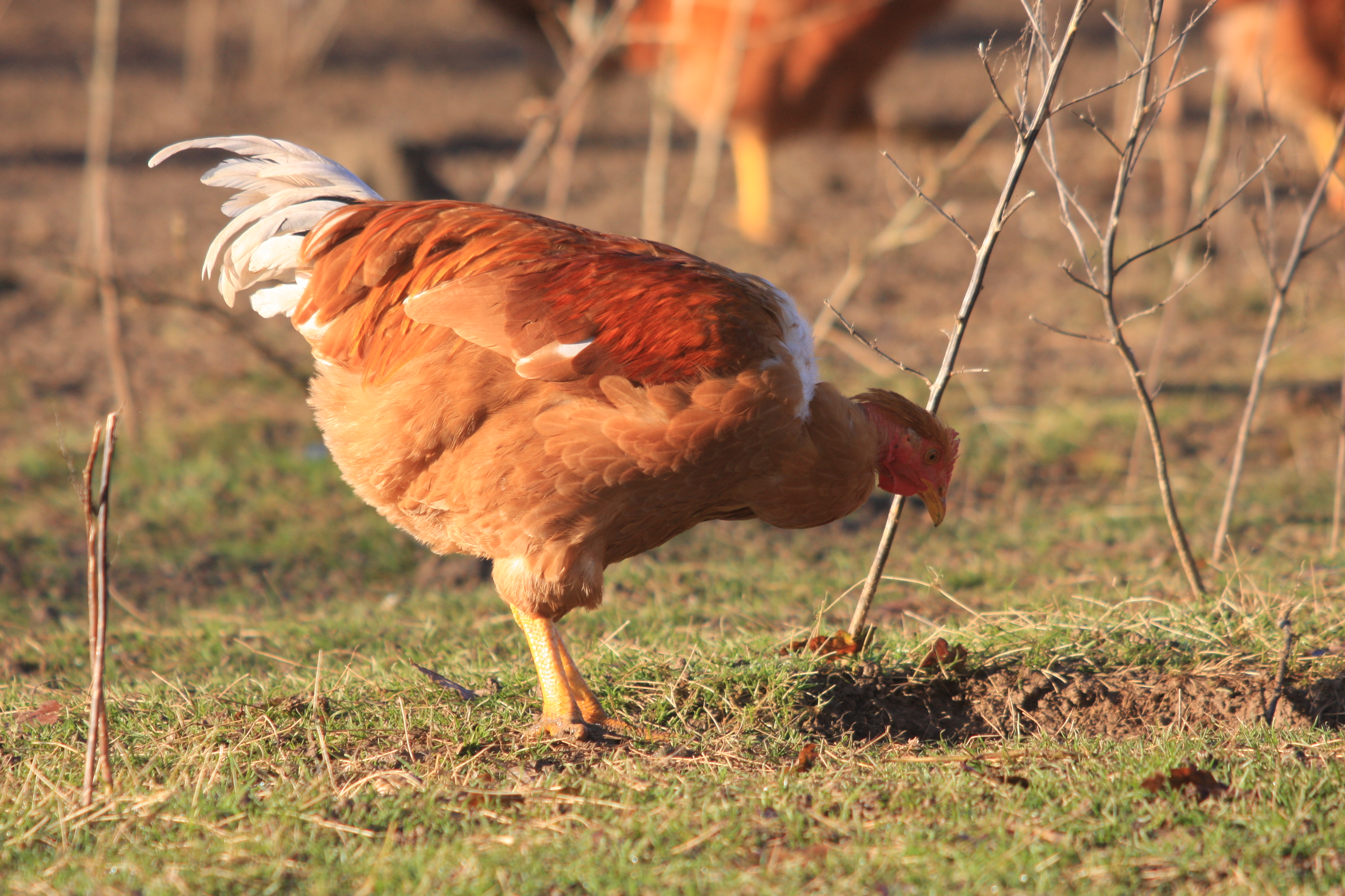 Savic-Freslon, maître-volailler